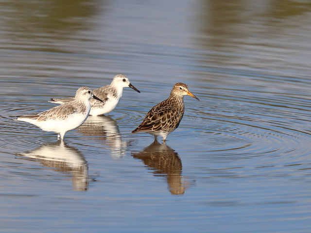 And then there were three! Pectoral Sandpiper & Sanderlings