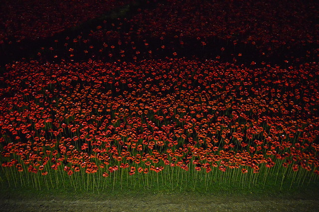 Illuminated Poppies