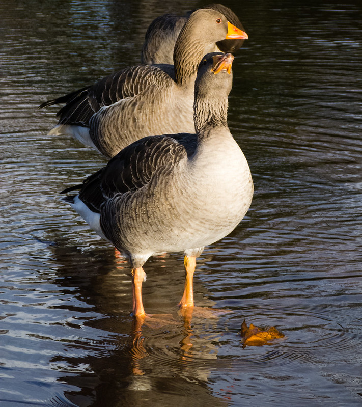 Greylag in a puddle