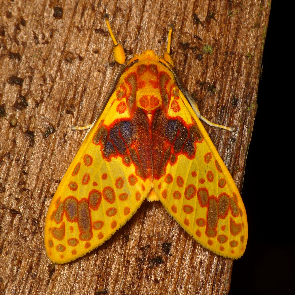Tiger moth, Amaxia pulchra