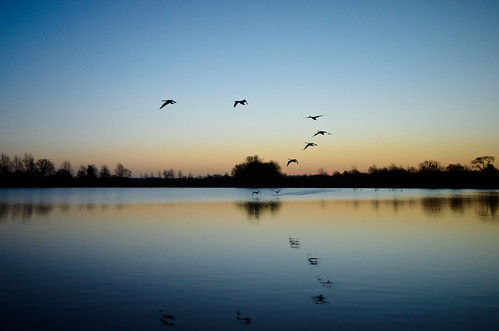 dawn twilight nikon swans boreham d7000
