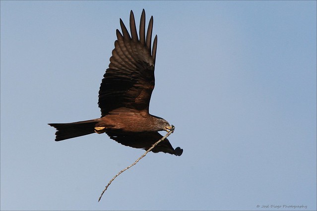 Milhafre-preto, Black kite (Milvus migrans)