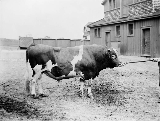 Guernsey bull “Wedgewood,” Central Experimental Farm, Ottawa / Un taureau Guernesey, « Wedgewood », Ferme expérimentale centrale d’Ottawa