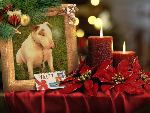 Merry Christmas | by ✿ abby_otter ✿❀ ❁ ✾