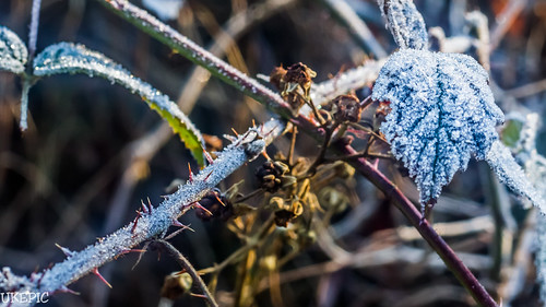 Frosty Morning II by Ukelens, <a href="http://creativecommons.org/licenses/by-nc-sa/4.0/" rel="nofollow"></a>Dieses Werk von Ukele