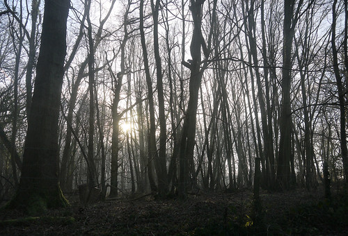 wood uk trees winter england sun english sunshine woodland britain silhouettes eu surrey british lovely stanhill charlwood edolphscopse winter2015