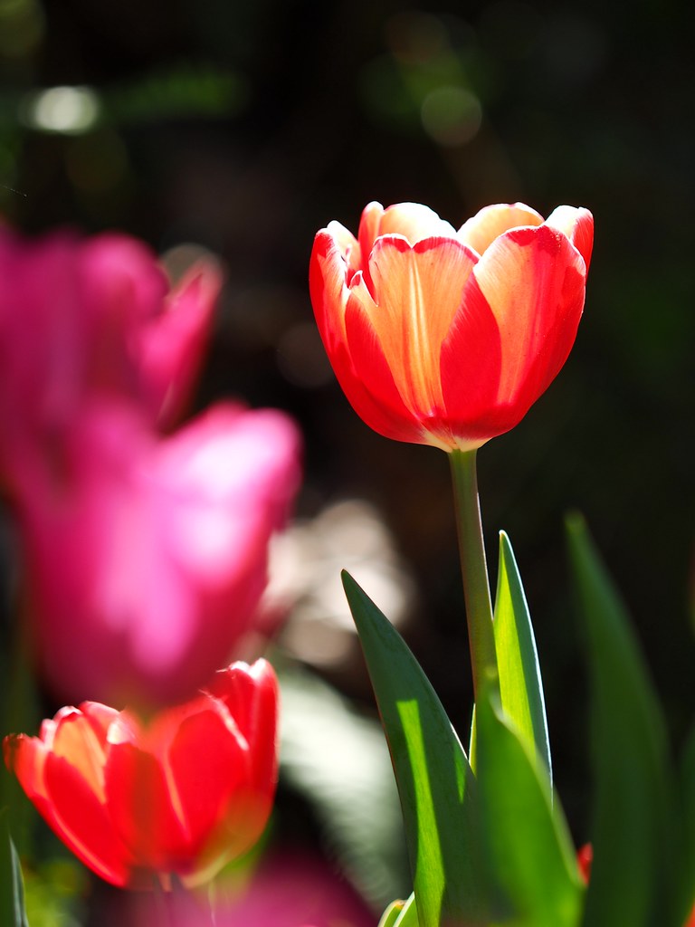 P1242642 | OLYMPUS DIGITAL CAMERA | youngway15 | Flickr