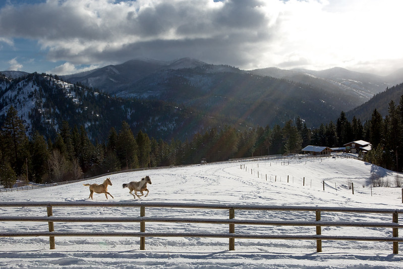 Triple Creek Ranch Horses in Winter