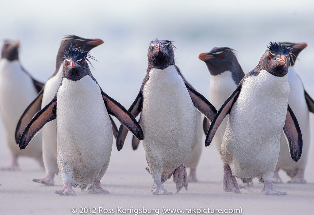 Mob Penguins