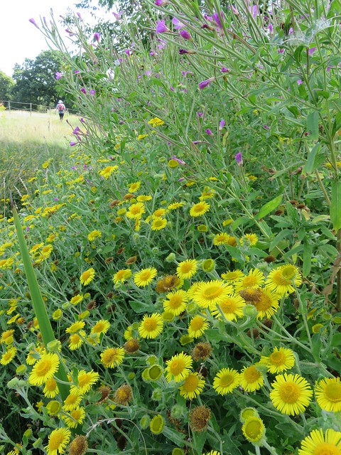 UK - Kent - Near Staplehurst - Yellow flowers