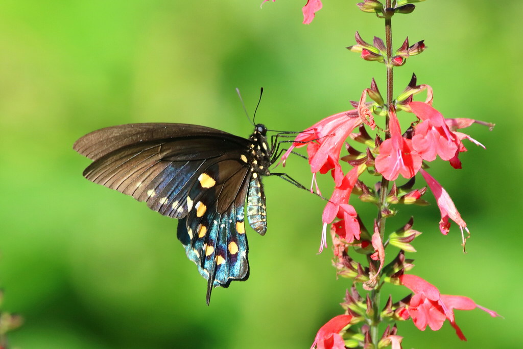 Pipevine Swallowtail At Bok Tower Gardens Lake Wales Flo Flickr