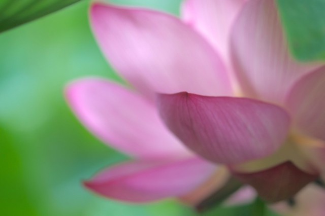 Lotus flower #15  Macro