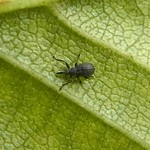 Birken-Spitzmausrüssler (Birch Catkin Weevil, Betulapion simile)