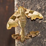 Lindenschwärmer (Lime Hawk-moth, Mimas tiliae) bei der Paarung, oben das Weibchen, unten das Männchen