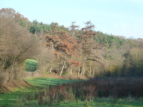 Autumnal Pines (Eridge Circular) Through the High Weald.