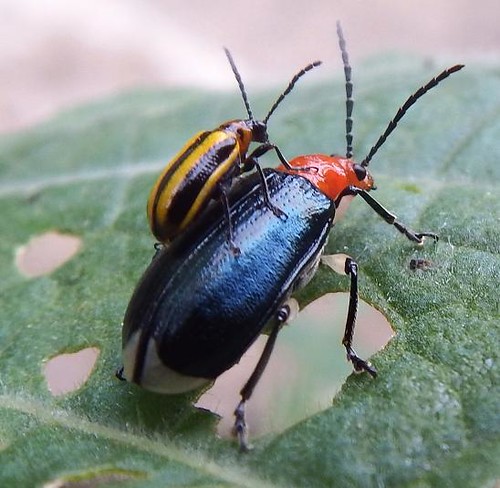 Macrophotography of Insects 2 | Flickr