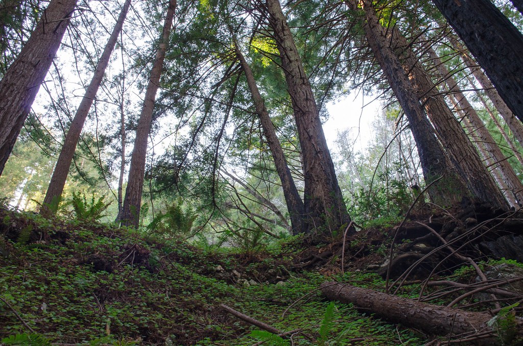 Stone Ridge Trail