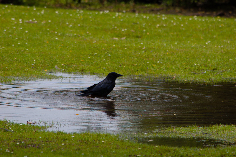 Carrion crow bathing