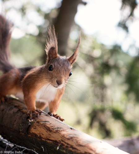 peek-a-boo | by Anette Espolin Storo Dahl