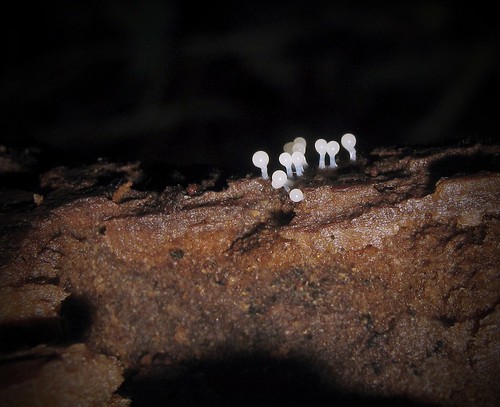 Sporangia | by Sea Moon