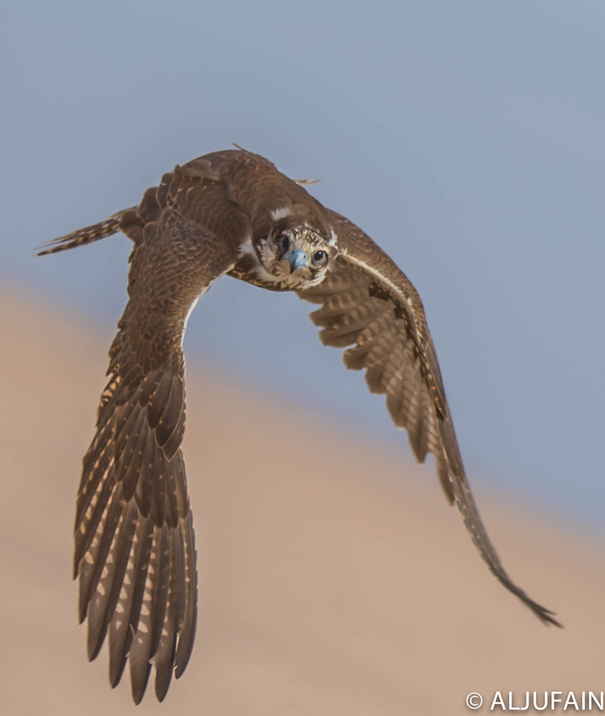 falcon | falcon is any one of 37 species of raptor in the ge… | Flickr