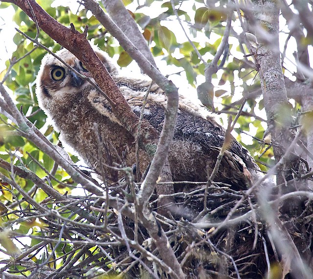 great horned owl chick