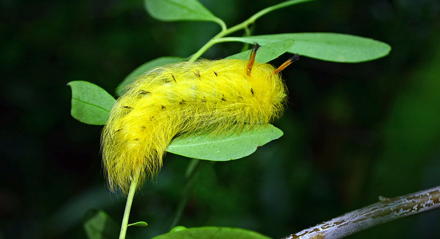 Shaggy Dog Story~Spotted Apatelodes Moth (Apatelodes torrefacta) Caterpillar
