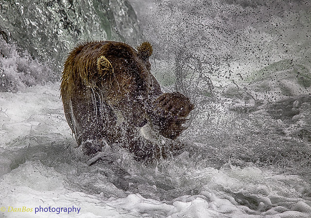 Bear fighting with salmon