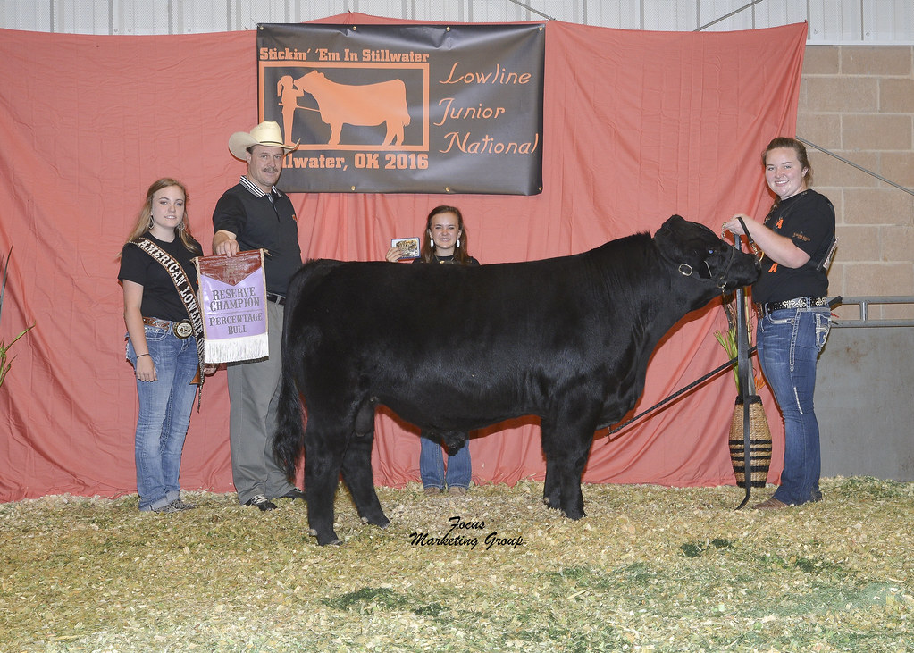 Reserve Grand Champion Bred & Owned Percentage Bull: WDL R2D2 39 C, Courteney Walker, Roswell, NM