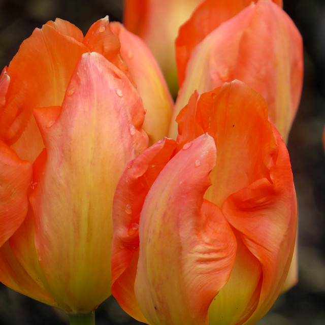 Tulip - Varities