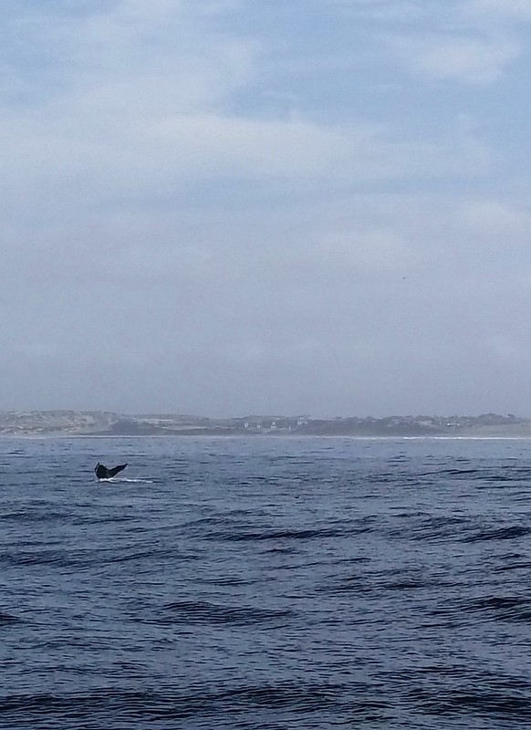 Whale watching in Monterey Bay