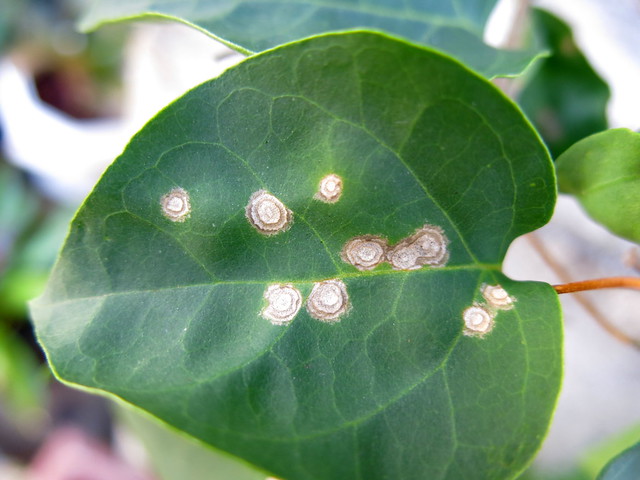 Bougainvillea leaf spot