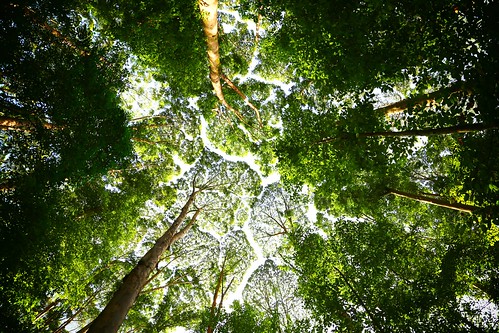 trees green rainforest malaysia kualalumpur
