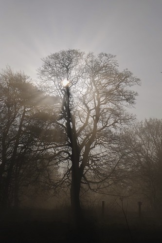 winter mist tree sunrise lincolnshire fujifilm xm1