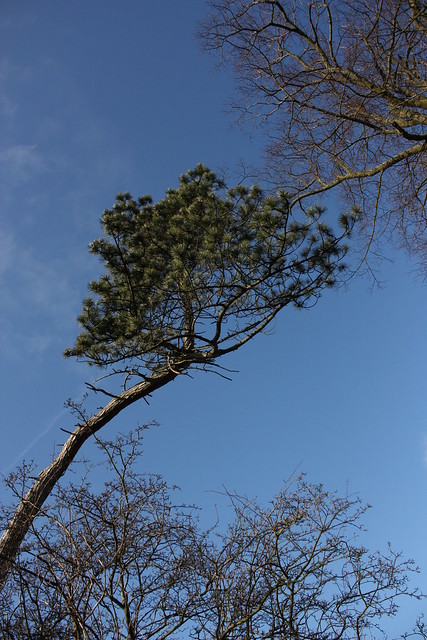 Odd Tree Blue Sky