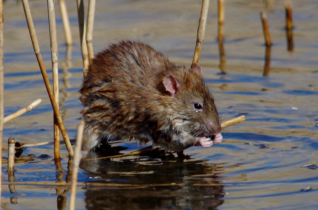 IMGP6520 Brown Rat,  Rainham Marshes, March 2015
