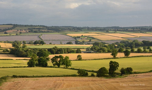 include gallows hill warwickshire linseed field flax protectedbypixsy