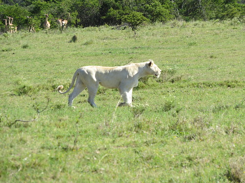 southafrica lion pumbaprivategamereserve pumbawaterlodge
