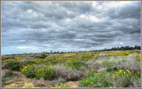 flowers rain yellow clouds landscape spring hdr