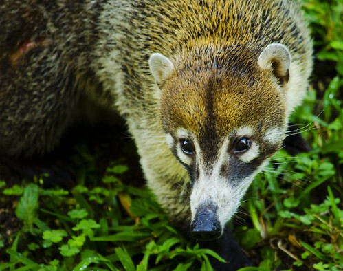 wow mexico mammal photo interesting fantastic pretty riviera view image very good top gorgeous awesome small picture award superior super best explore most mayan winner ten stunning excellent racoon incredible breathtaking exciting coati coatimundi phenomenal mexicobarcelopalace