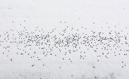 schnee snow drops melody tropfen zeichen melodie codec unsergarten 35f18 rainer❏