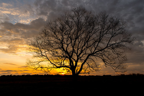 winter sunset tree colors field clouds al south alabama fairhope