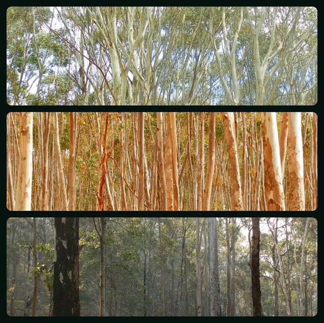 Trunks at Mt Macedon, You Yangs and Mt Barney