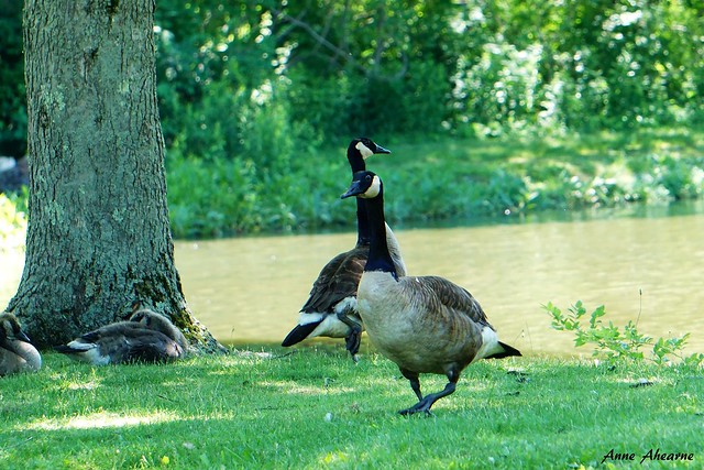 Canada Geese on Patrol