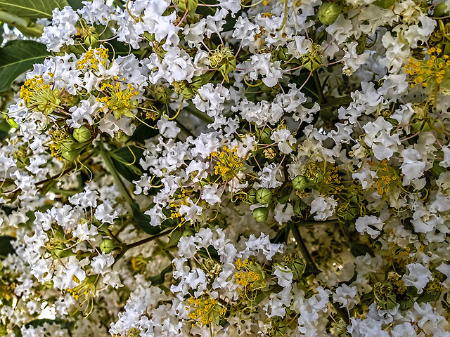 Flores del Verano