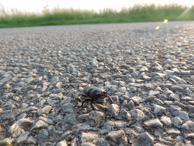 La traversée du scarabé