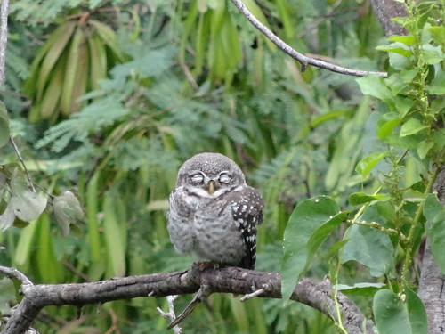 sleeping bird owl spotted