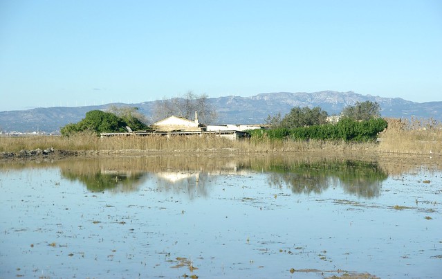 Paddy field in the Ebro Delta / Arrossar a l'Encanyissada, Poblenou del Delta (2)