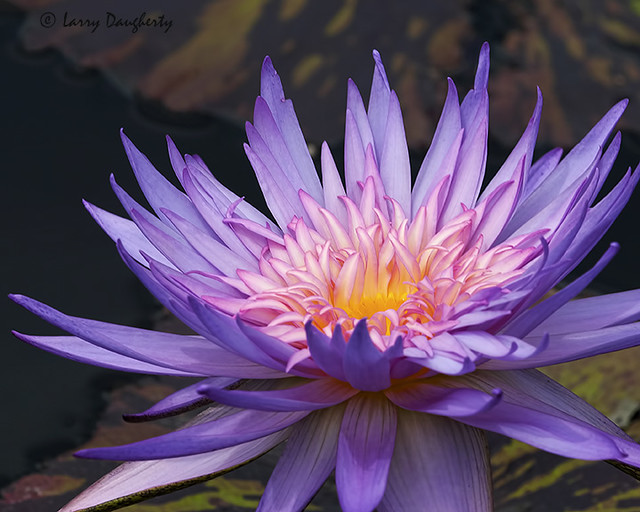 Water Lily at New Orleans Botanical Gardens....D200