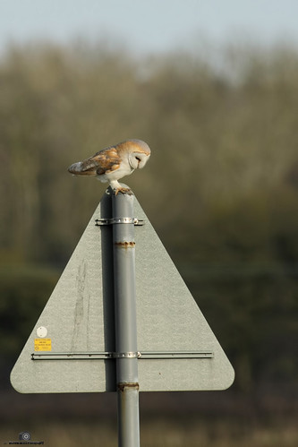 Barn owl alert.......................... | by David Rounce